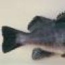 Sea Bass